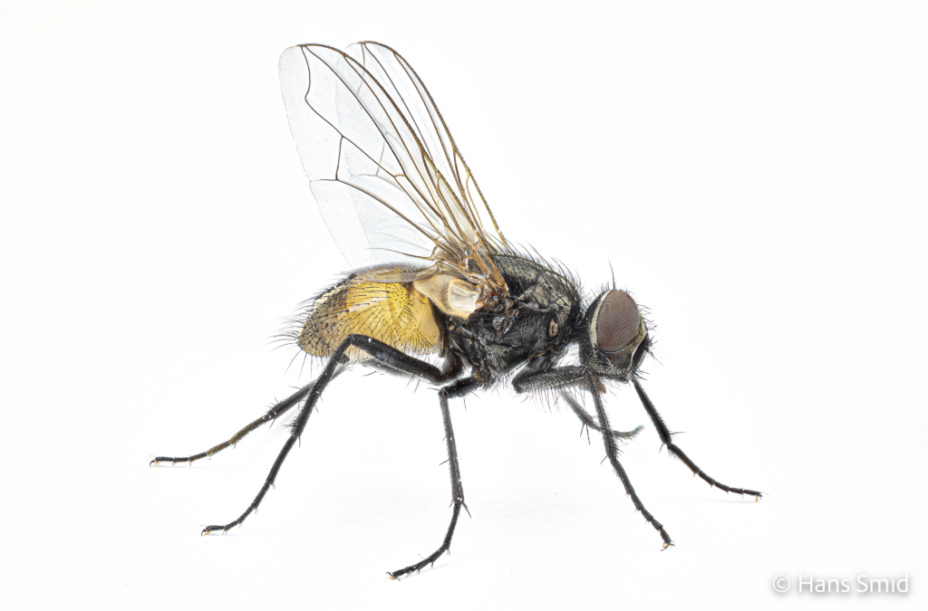 Musca domestica Housefly adult 004