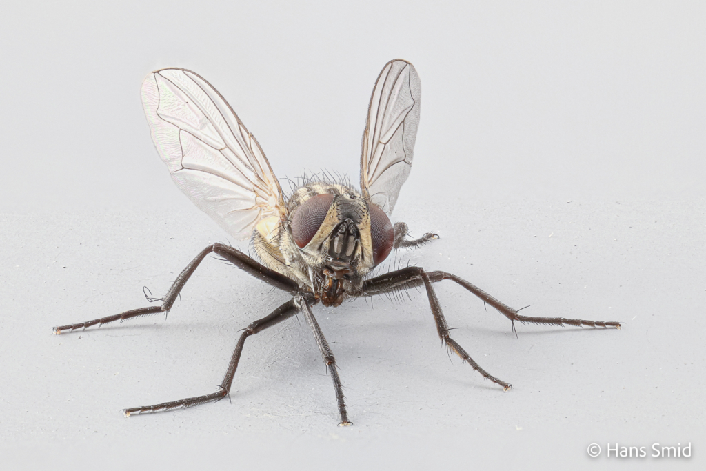 Musca domestica Housefly adult 005