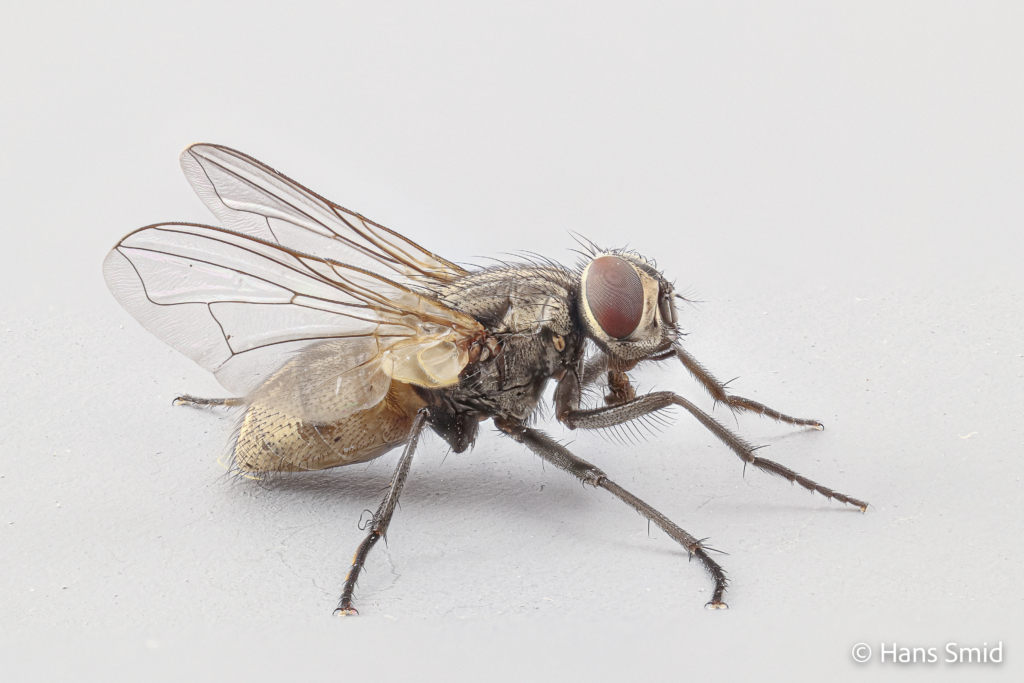 Musca domestica Housefly adult 006