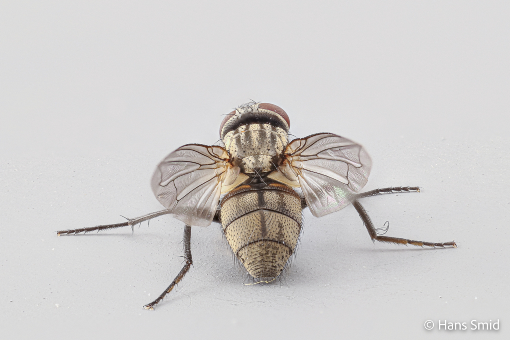 Musca domestica Housefly adult 007