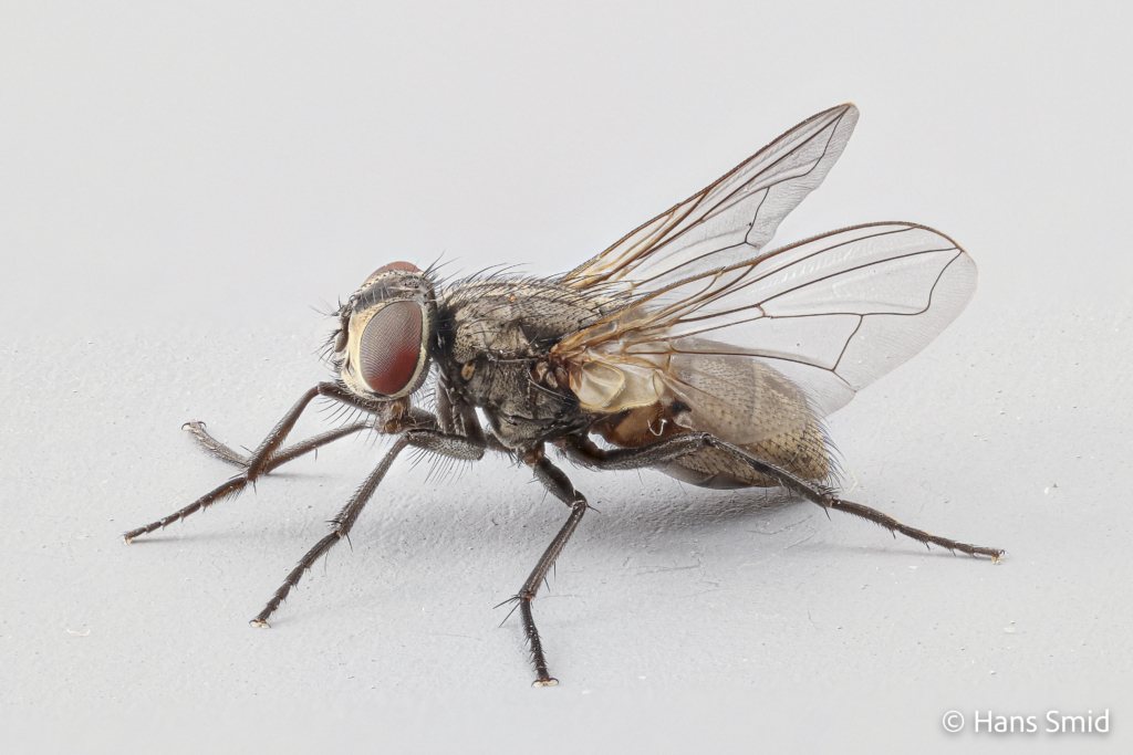 Musca domestica Housefly adult 008