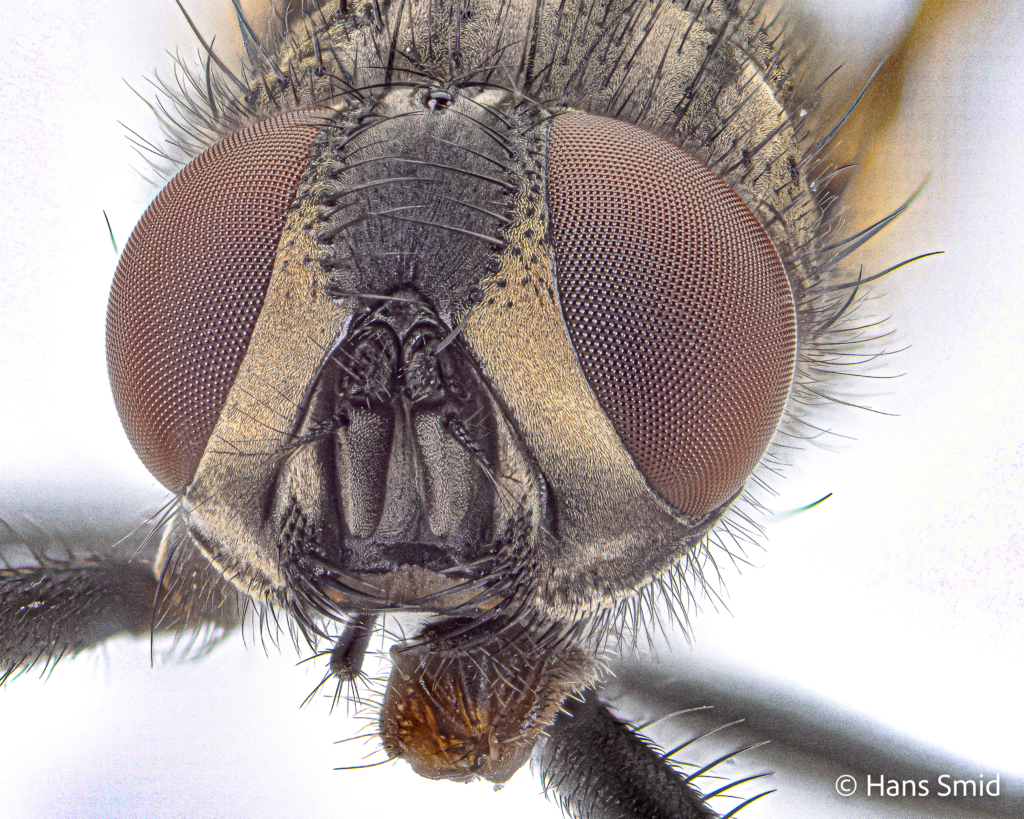 Musca domestica Housefly adult head 001