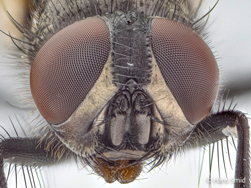 Musca domestica Housefly adult head 002