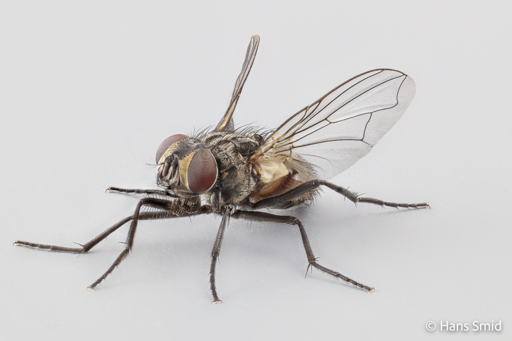 Musca domestica Housefly adult grey background 001