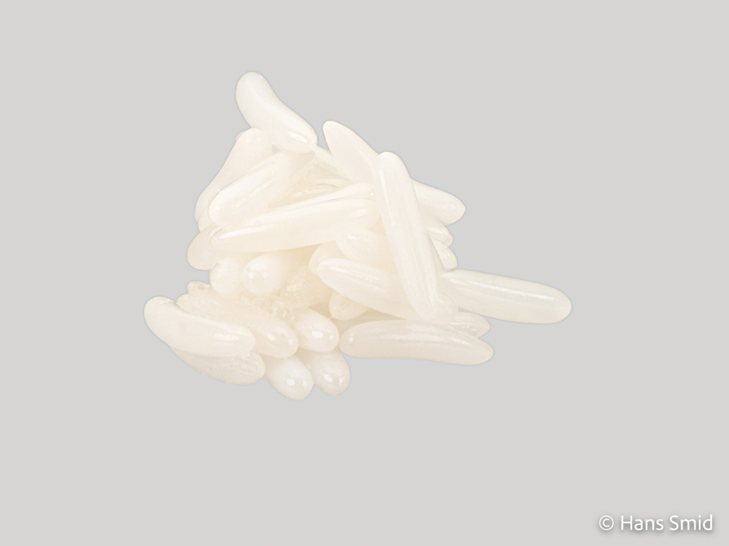 Musca domestica Housefly eggs grey background 001