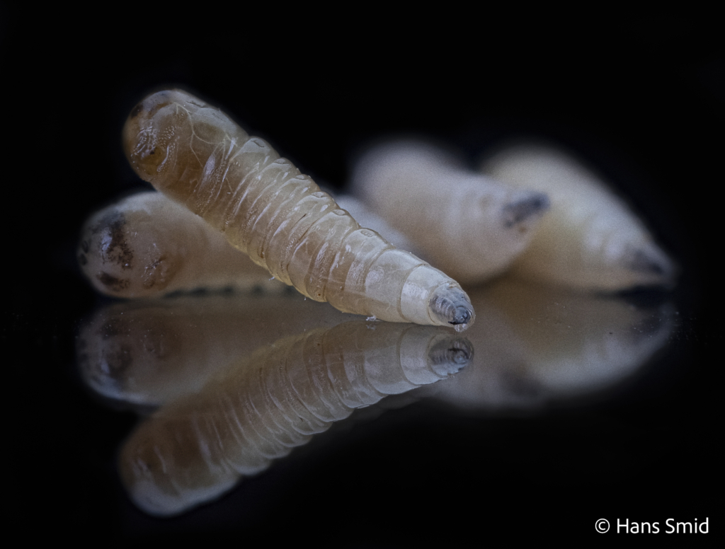 Musca domestica Housefly larva 001