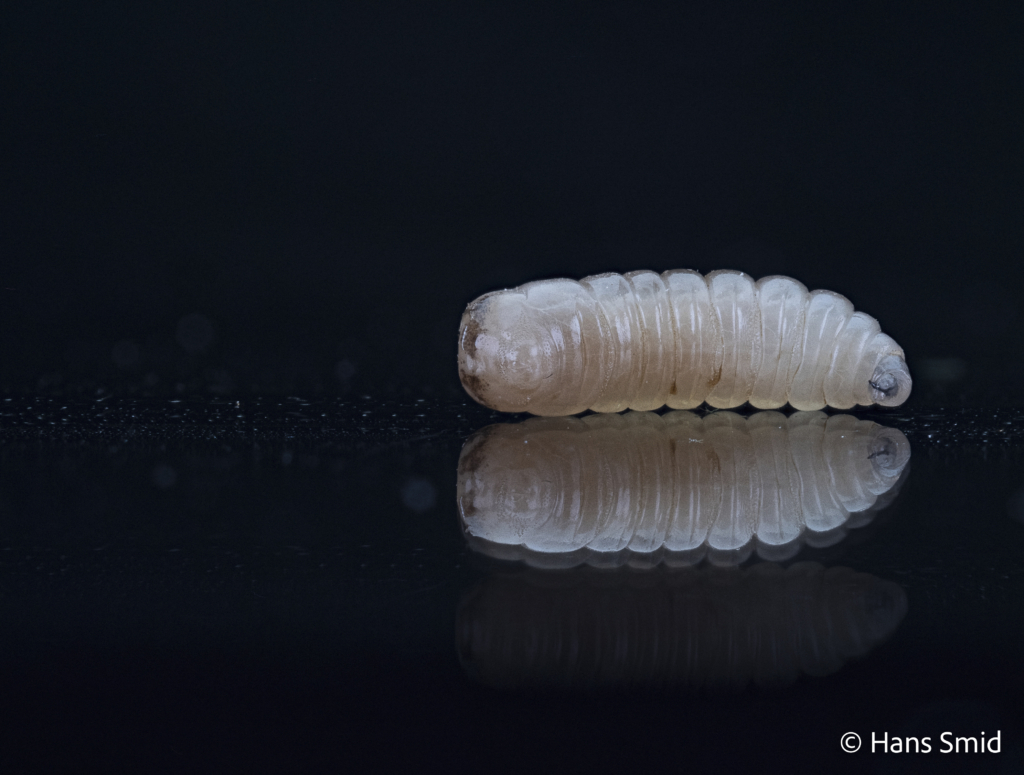 Musca domestica Housefly larva 002