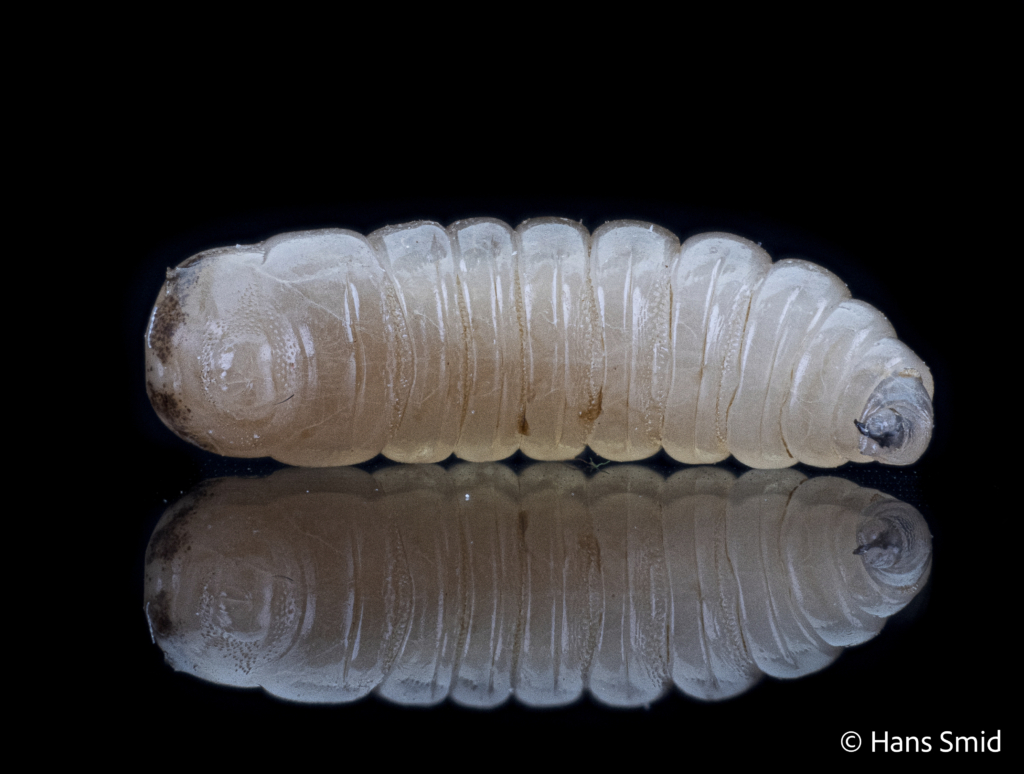 Musca domestica Housefly larva 003