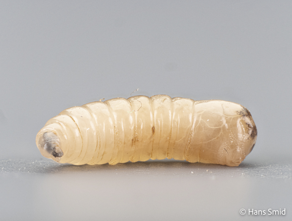 Musca domestica Housefly larva 004