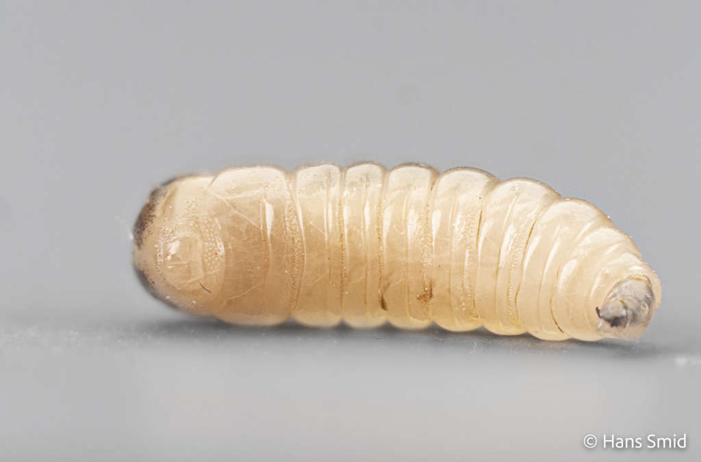 Musca domestica Housefly larva 005