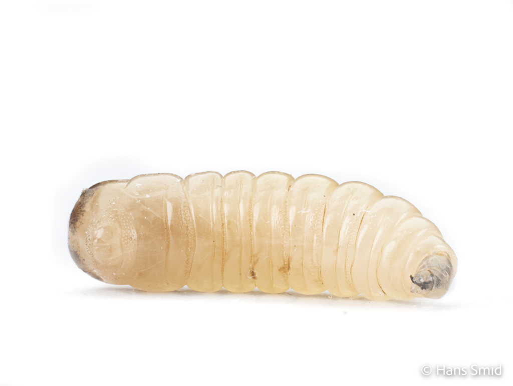 Musca domestica Housefly larva 006