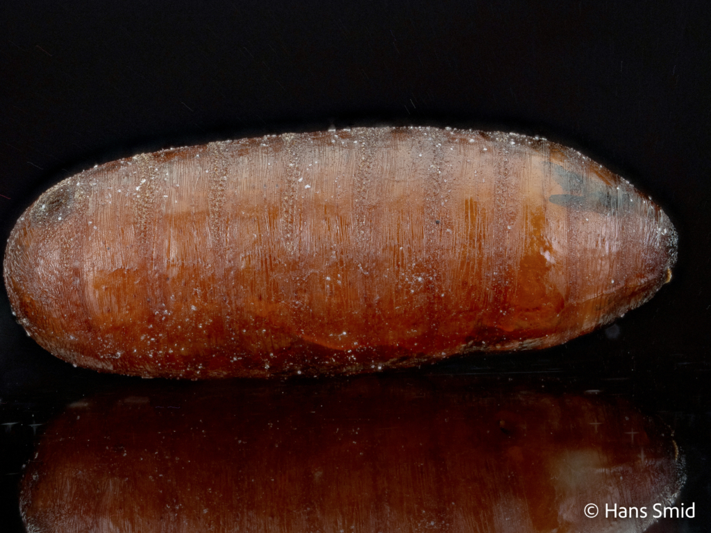 Musca domestica Housefly pupa 001