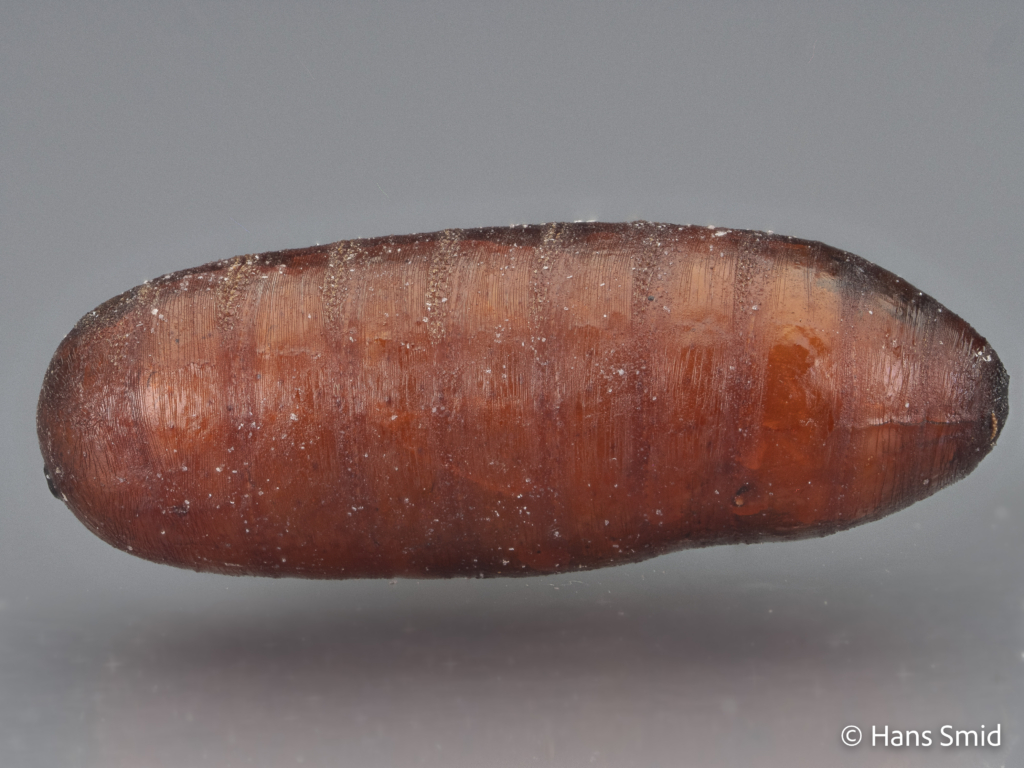 Musca domestica Housefly pupa 002