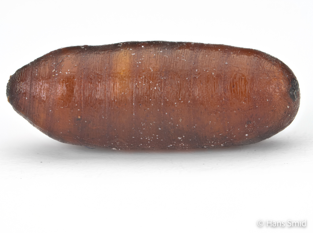 Musca domestica Housefly pupa 003