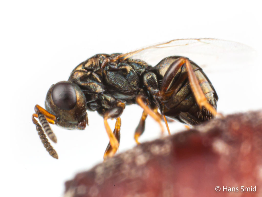 Nasonia giraulti parasitoid wasp  on  fly pupa 001