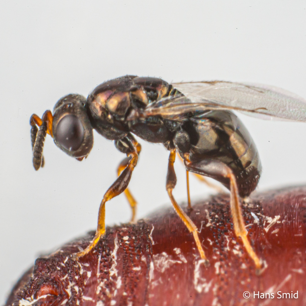 Nasonia giraulti parasitoid wasp  on  fly pupa 002