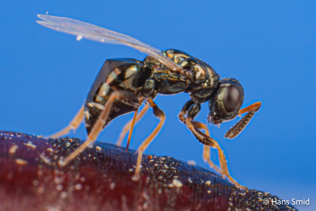 Nasonia longicornis parasitoid wasp 002