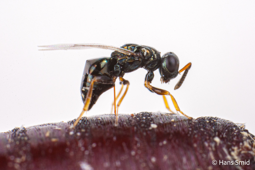 Nasonia longicornis parasitoid wasp 003