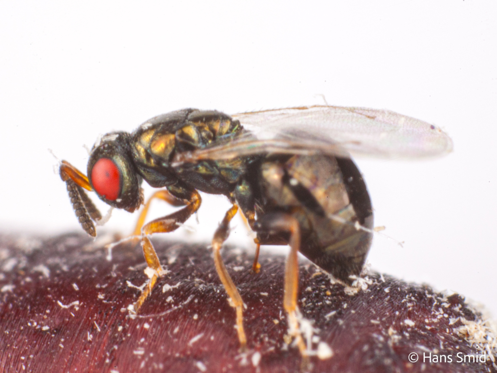 Nasonia vitripennis MUT STRDu red eye mutant 001