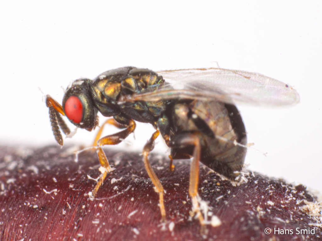 Nasonia vitripennis MUT STRDu red eye mutant 002