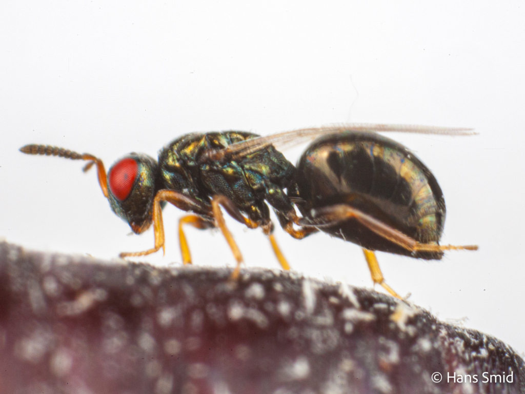 Nasonia vitripennis MUT STRDu red eye mutant 003