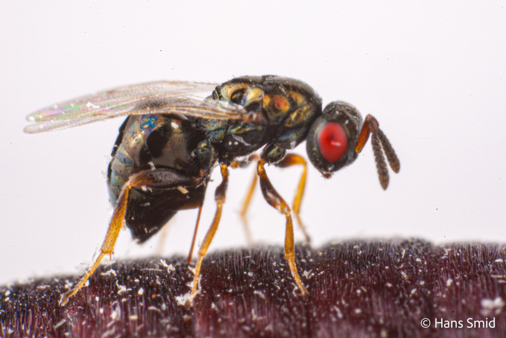 Nasonia vitripennis MUT STRDu red eye mutant 004