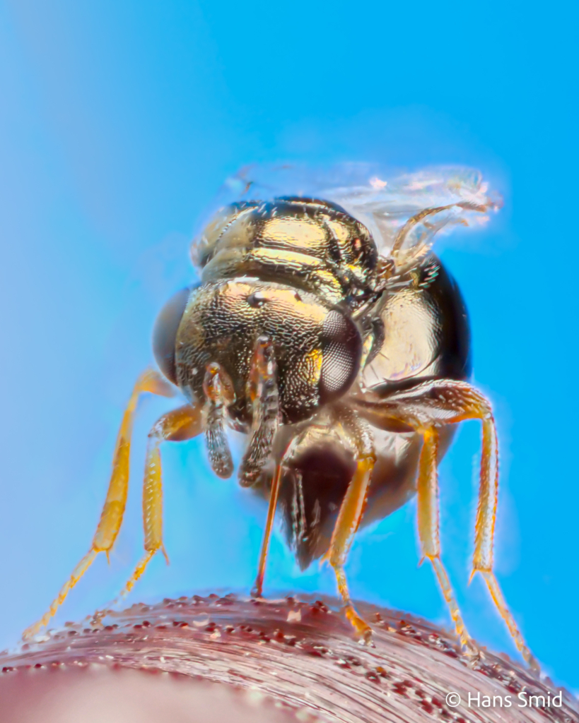 Nasonia vitripennis jewel wasp female frontal view on fly pupa 001