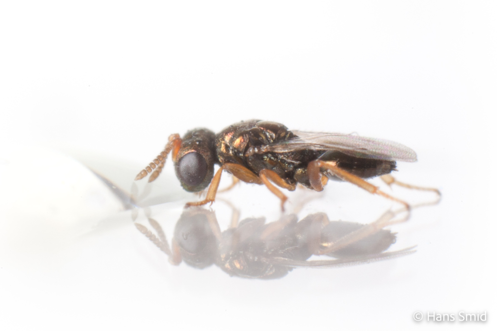 Nasonia vitripennis jewel wasp male 001