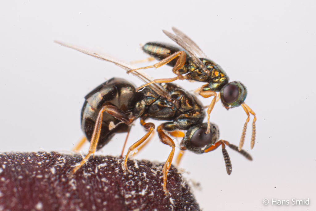 Nasonia vitripennis jewel wasp male female 001