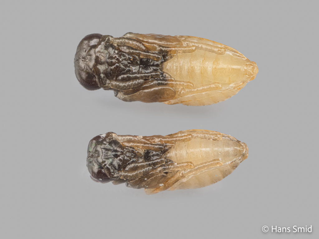 Nasonia vitripennis parasitoid wasp  pupa Male bottom and female top 001