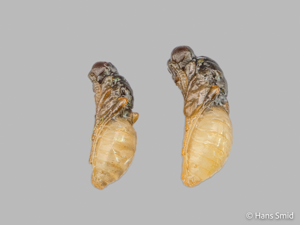 Nasonia vitripennis parasitoid wasp  pupa Male left and female right 001