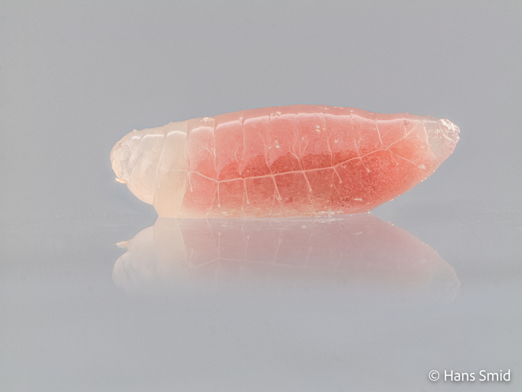 Nasonia vitripennis parasitoid wasp Larva 001
