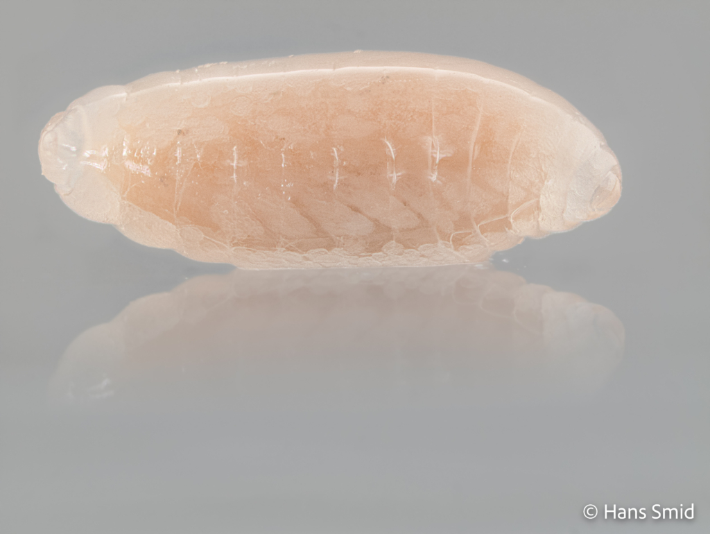 Nasonia vitripennis parasitoid wasp Larva 002