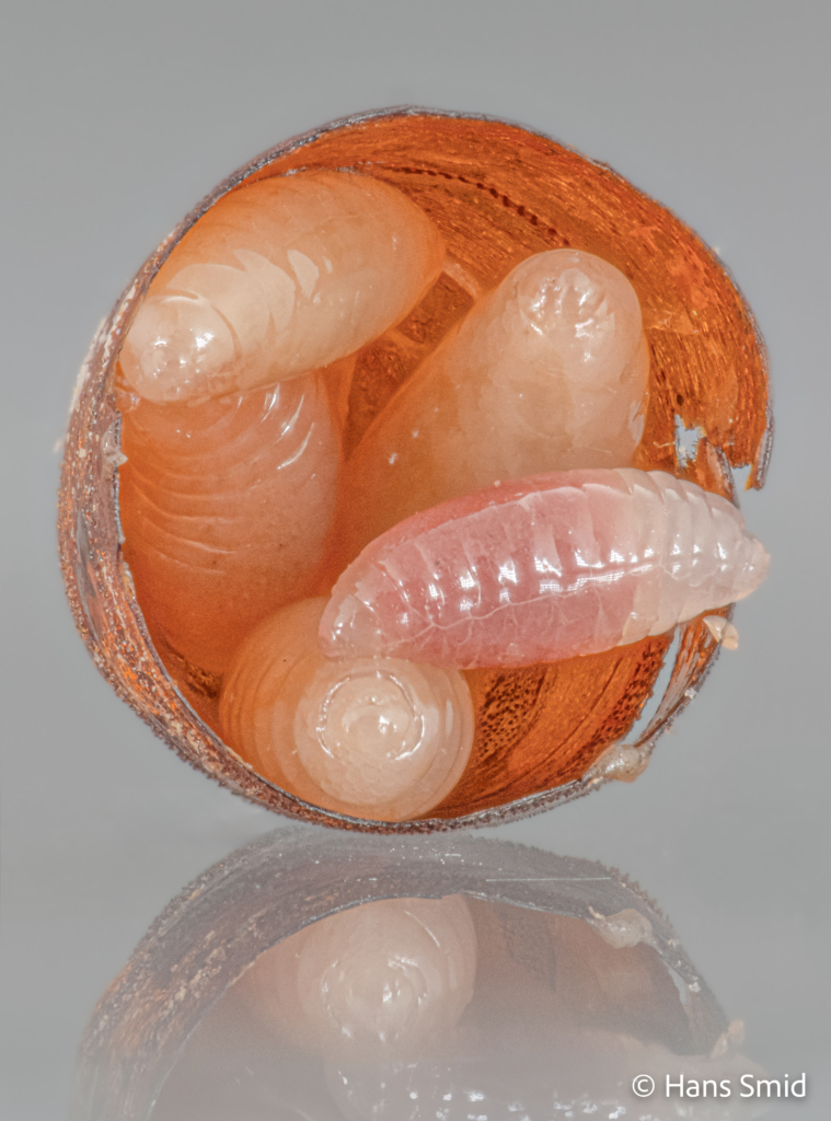 Nasonia vitripennis parasitoid wasp Larvae in fly puparium 001