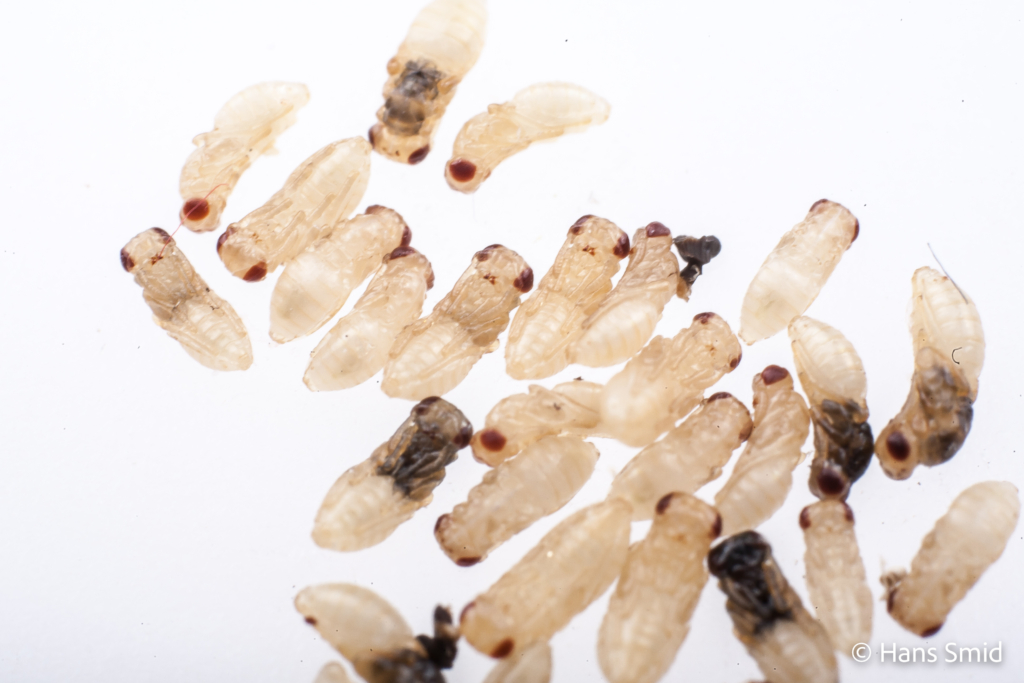 Nasonia vitripennis parasitoid wasp Pupa 001