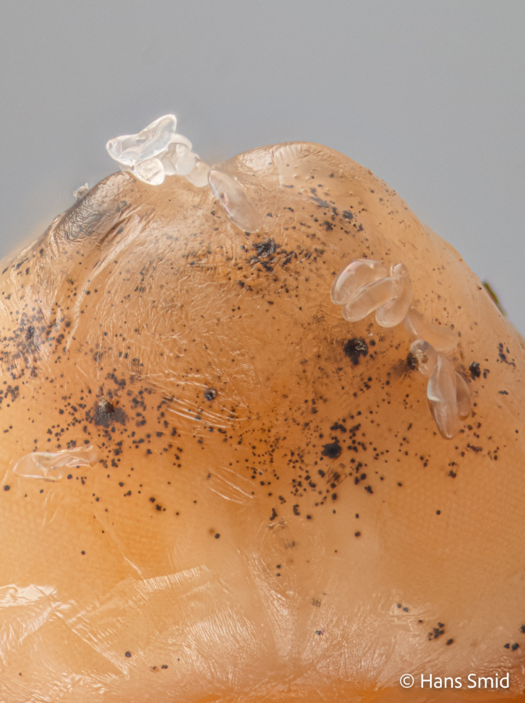 Nasonia vitripennis parasitoid wasp eggs on fly pupa dissected from puparium 001