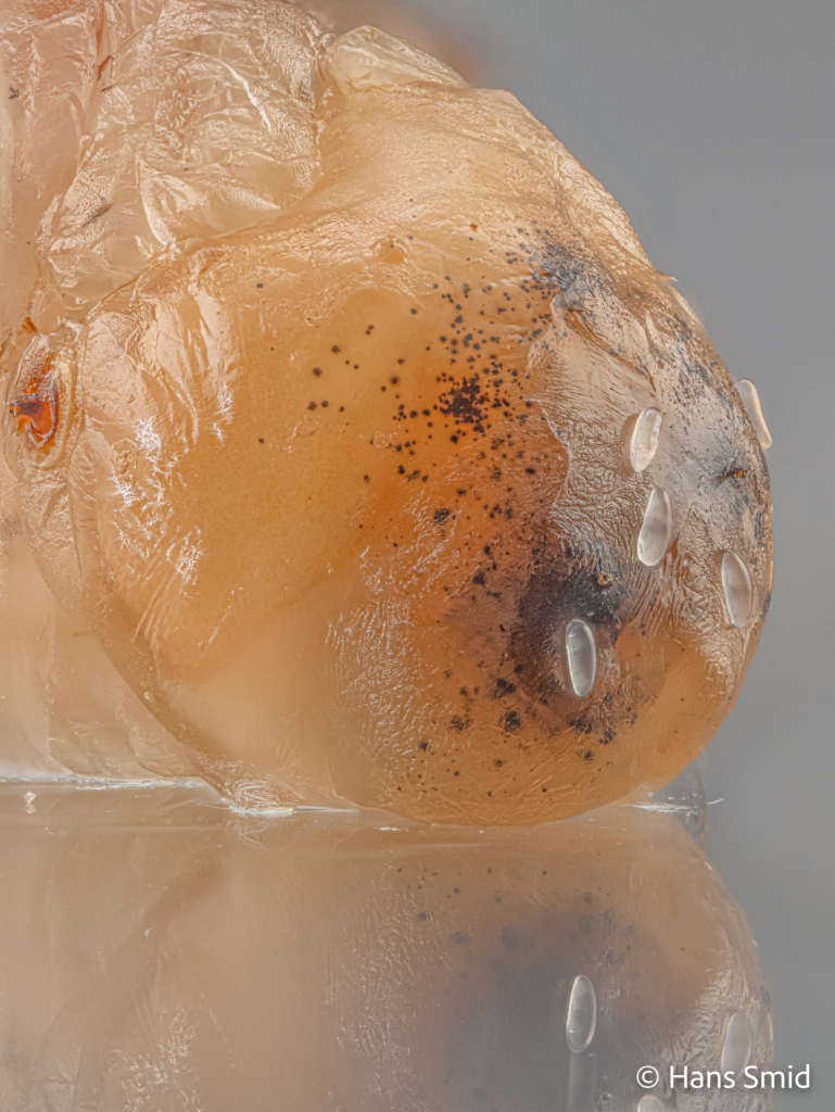 Nasonia vitripennis parasitoid wasp eggs on fly pupa dissected from puparium 002