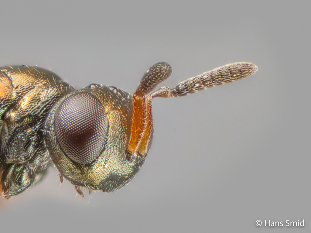 Nasonia vitripennis parasitoid wasp female head 002