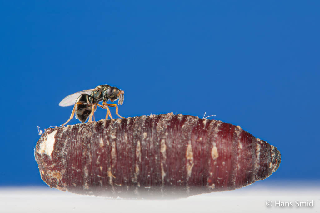 Nasonia vitripennis parasitoid wasp female ovipositing on fly pupa blue background 001
