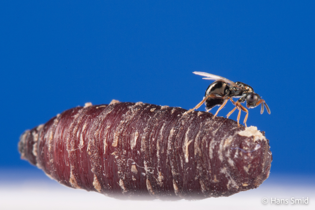 Nasonia vitripennis parasitoid wasp female ovipositing on fly pupa blue background 002