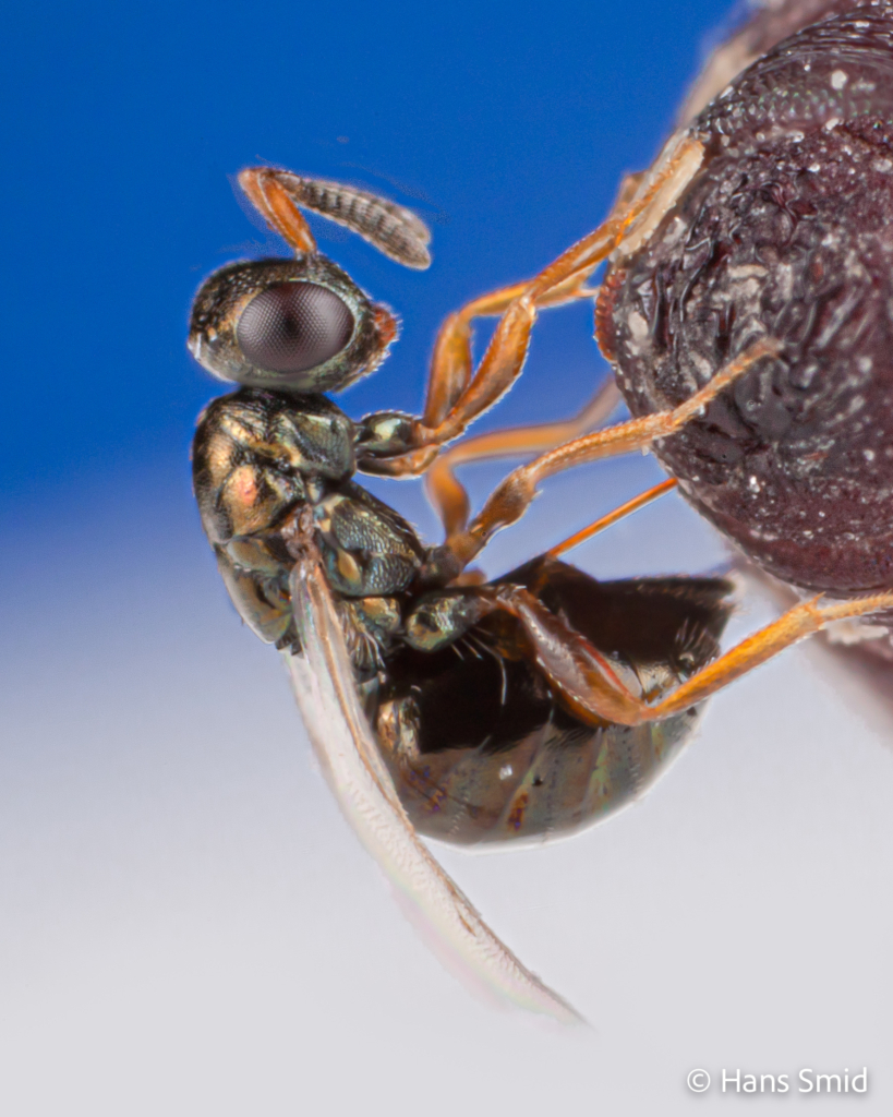Nasonia vitripennis parasitoid wasp female ovipositing on fly pupa blue background 003