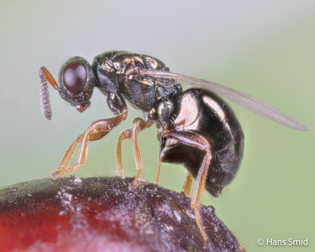 Nasonia vitripennis parasitoid wasp female ovipositing on fly pupa green background 001