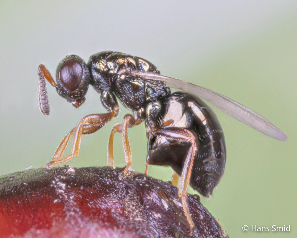 Nasonia vitripennis parasitoid wasp female ovipositing on fly pupa green background 002