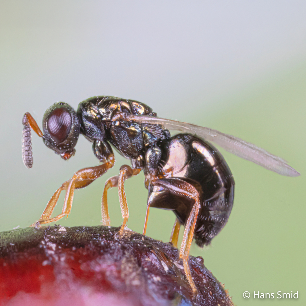 Nasonia vitripennis parasitoid wasp female ovipositing on fly pupa green background 003