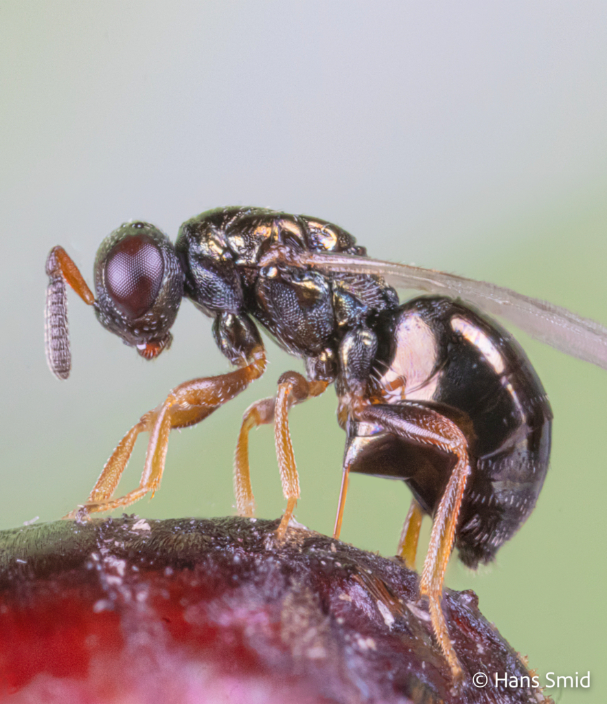 Nasonia vitripennis parasitoid wasp female ovipositing on fly pupa green background 004