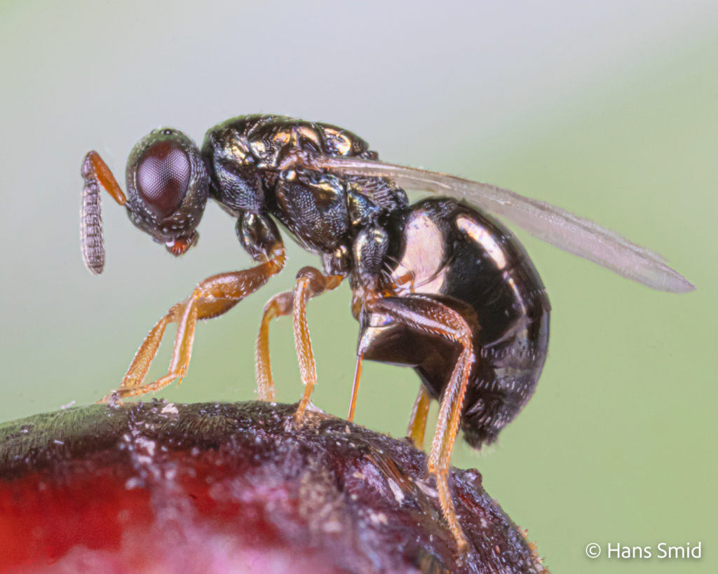 Nasonia vitripennis parasitoid wasp female ovipositing on fly pupa green background 005