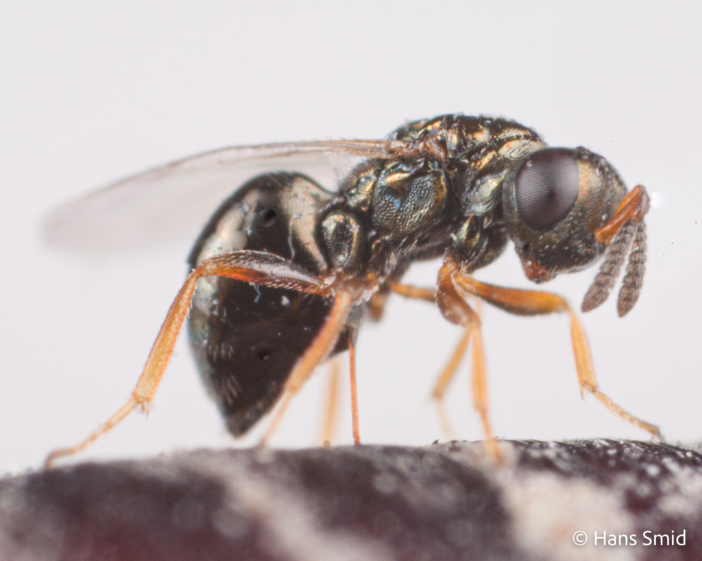 Nasonia vitripennis parasitoid wasp female ovipositing on fly pupa white background 001