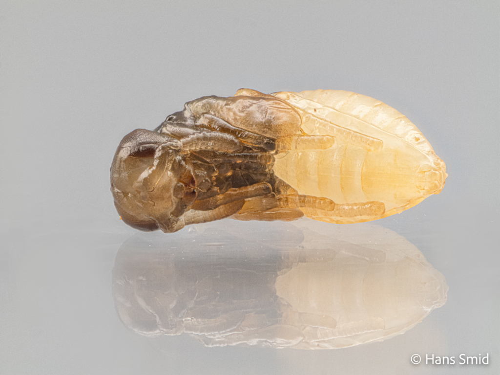 Nasonia vitripennis parasitoid wasp female pupa 001