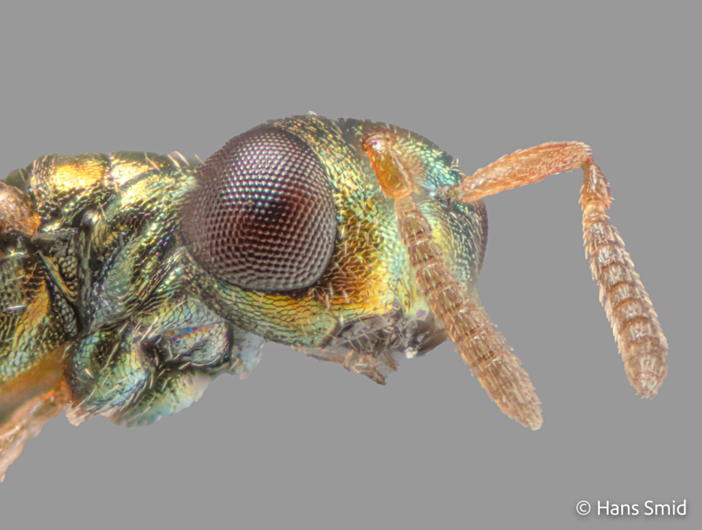 Nasonia vitripennis parasitoid wasp male head 001