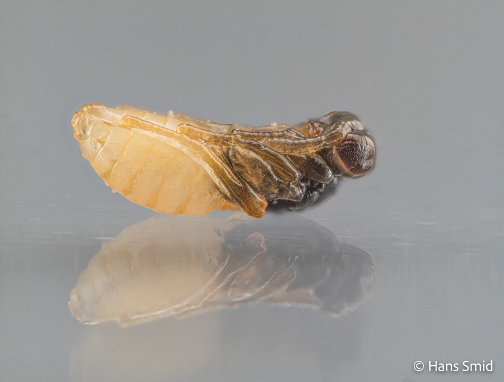 Nasonia vitripennis parasitoid wasp male pupa 001